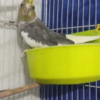 عروس هلندی نر