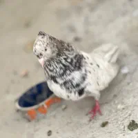 طالب ۲۰عدد کبوتر تهرانی گشتی