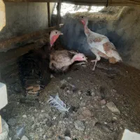 بوقلمون کرک