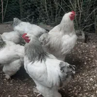 مرغ و خروس برهما