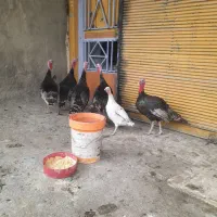 قو غاز|حیوانات مزرعه|کنگاور, |دیوار