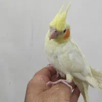 عروس هلندی 3ماه دستی