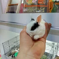 بچه خرگوش مینیاتوری