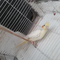 عروس هلندی ماده