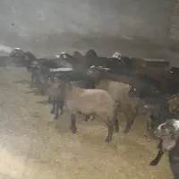 تعدادی بره پای پروارشیرمست سبک