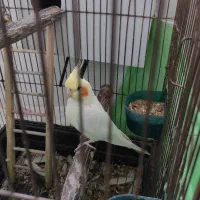عروس هلندی
