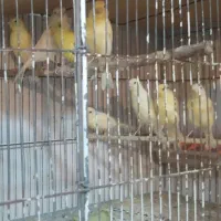 هفت عدد قناری جوان موزاییکی