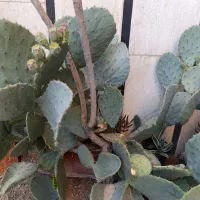 تعدادی‌گل‌فقط‌100تومن
