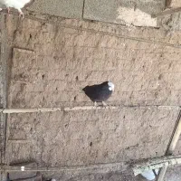 کفتر بالارو