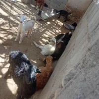 بره