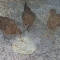 جوجه محلی اصل 400000