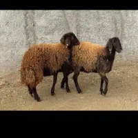 فروش بره نر