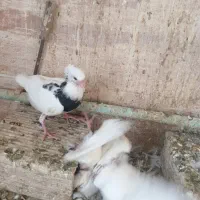 جوجه طوقی، طوقی کار