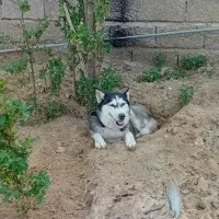 هاسکی چشم آبی یخی