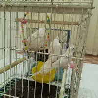 پرنده