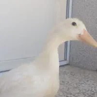 جوجه اردک خونگی ۴ماهه