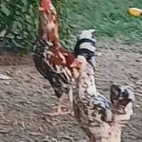 فروش تعدادی خروس چهل تاج سه رنگ