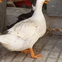 غاز و اردک
