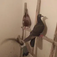 کبوتر.کفتر.صید