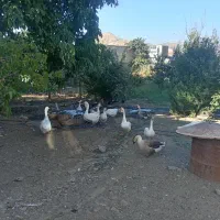 قاز کاملا طبیعی