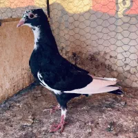 جوجه کفتر