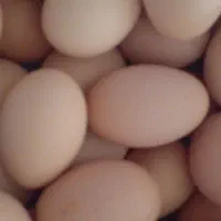 تخم مرغ محلی