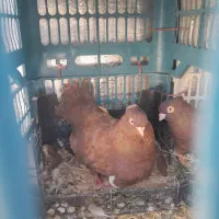 این جفت ازم رفتن