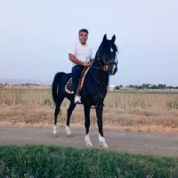 اسب نریان سیاه پنج نشان