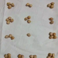 فال نخود و گرفتن نظر