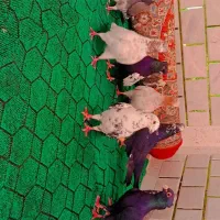 8عددکبوتر|پرنده|حمیدیه, |دیوار