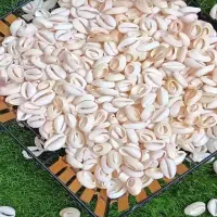 صنایع صدفی