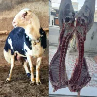 قصاب و سلاخ