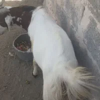 بز چاق