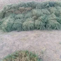 علف یونجه خشک تازه