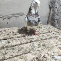 کفتر|پرنده|بم, |دیوار