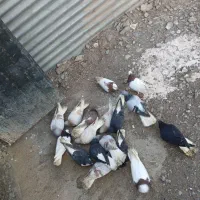 کفتر|پرنده|نیشابور, بنیاد شهید|دیوار