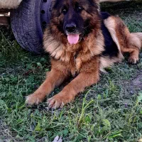 ژرمن شولاین  ماده کینگ سایز فقط ۱۵ تومن