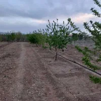 باغ|فروش زمین و ملک کلنگی|آباده, |دیوار
