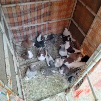 با سلام فروش ۲۰تا کفتر پرشی