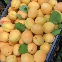 نهال های پیوندی ارقام آلو زردآلوگوجه سبزگلدانی سبز