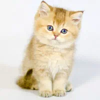 یه مثقال طلای گربه