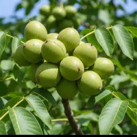 نهال مثمرنهالستان نوین آرش گردو بادام گلابی هلو