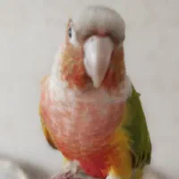 دو عدد گرینچیک نر و ماده