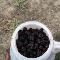 فروش تمشک جنگلی و آلوچه جنگلی