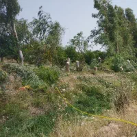 چوب صنوبر گردو بید