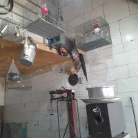 قناری نربخون