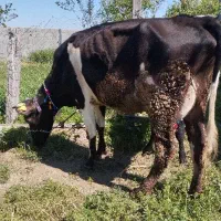 گاو یک شکم زاییده و دودندان بدون گوساله