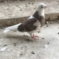 جوجه شازده گلی