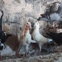 جوجه دورگ|پرنده|آشخانه, |دیوار