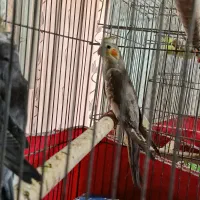 طوطی عروس هلندی نر